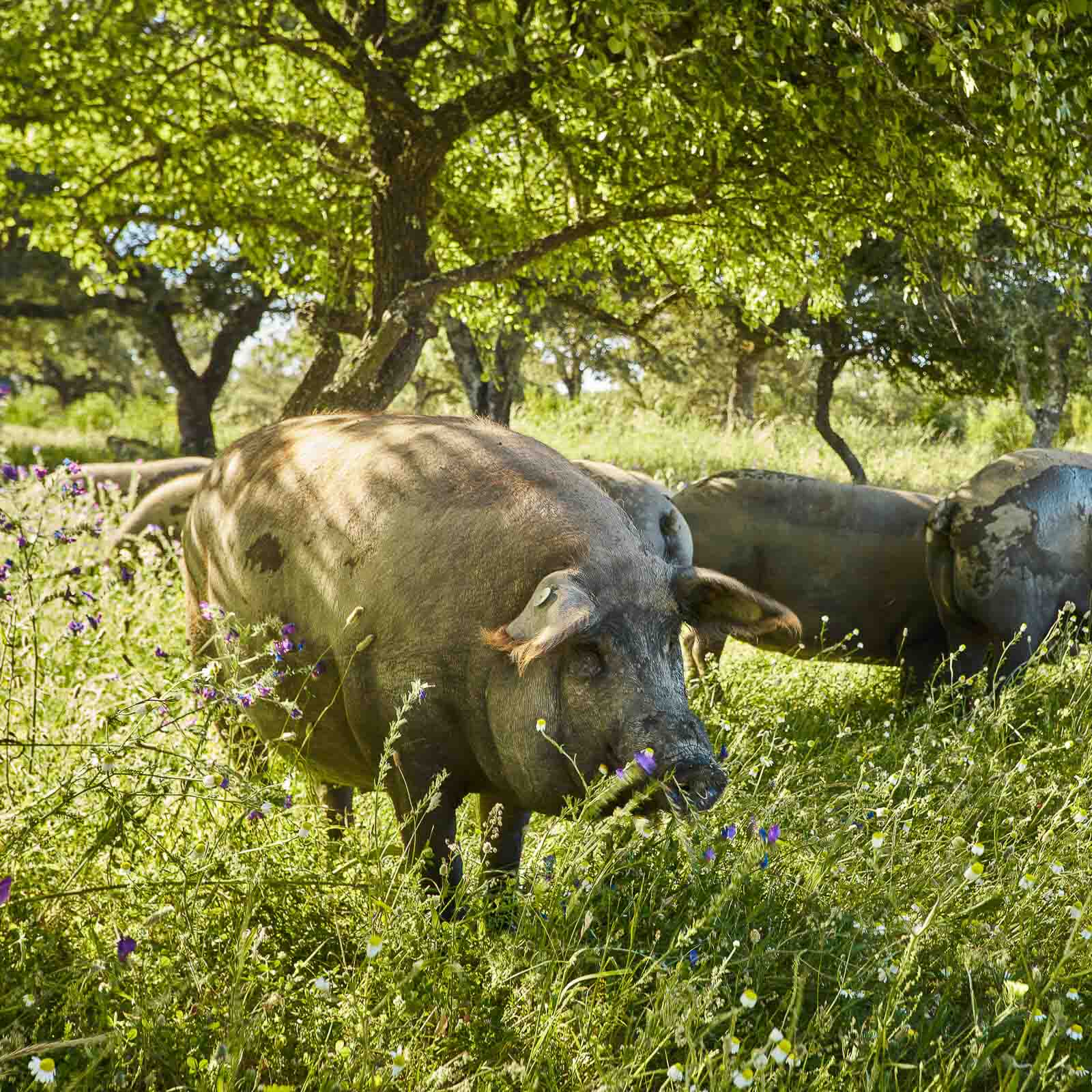 Jamón MXM D.O.P Jabugo Bellota 100% Ibérico